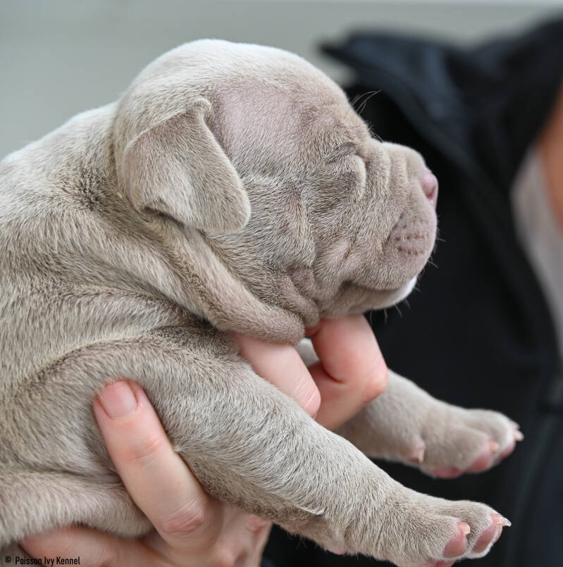 american pocket bully