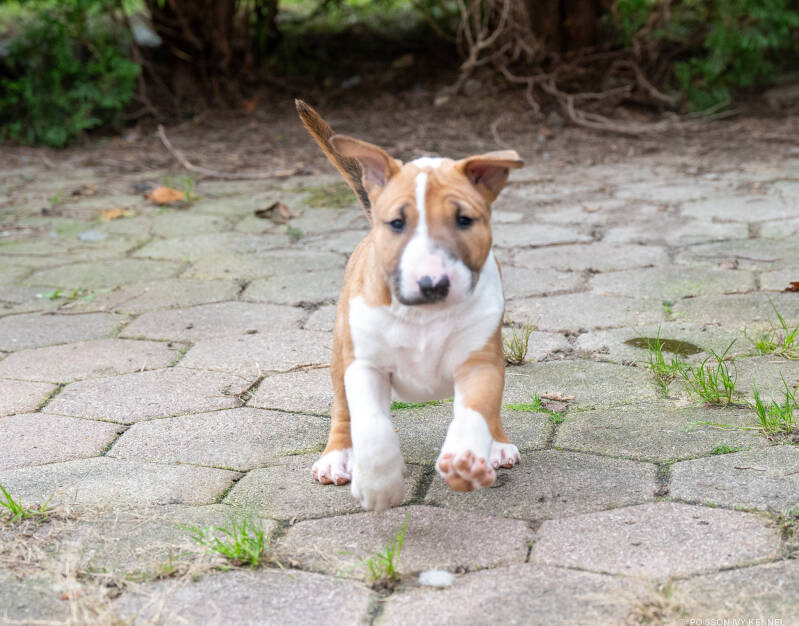 bull terrier puppy