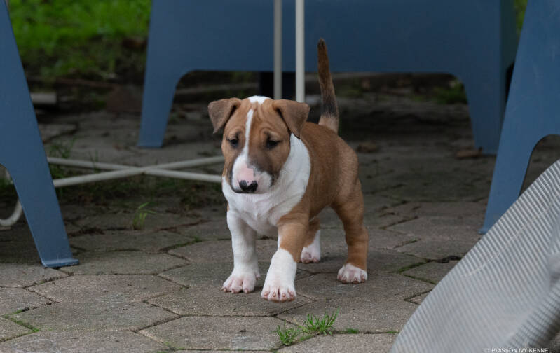 bull terrier puppy