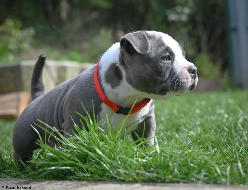 american bully slovenija