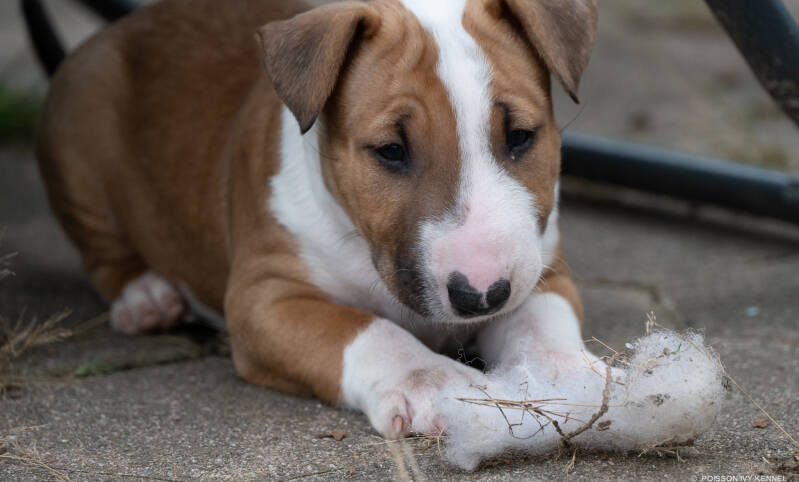 bull terrier puppy