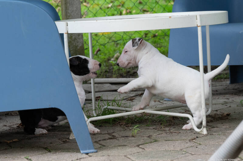 bull terrier puppy