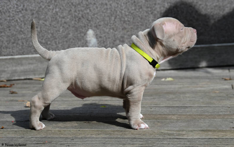 american bully slovenija