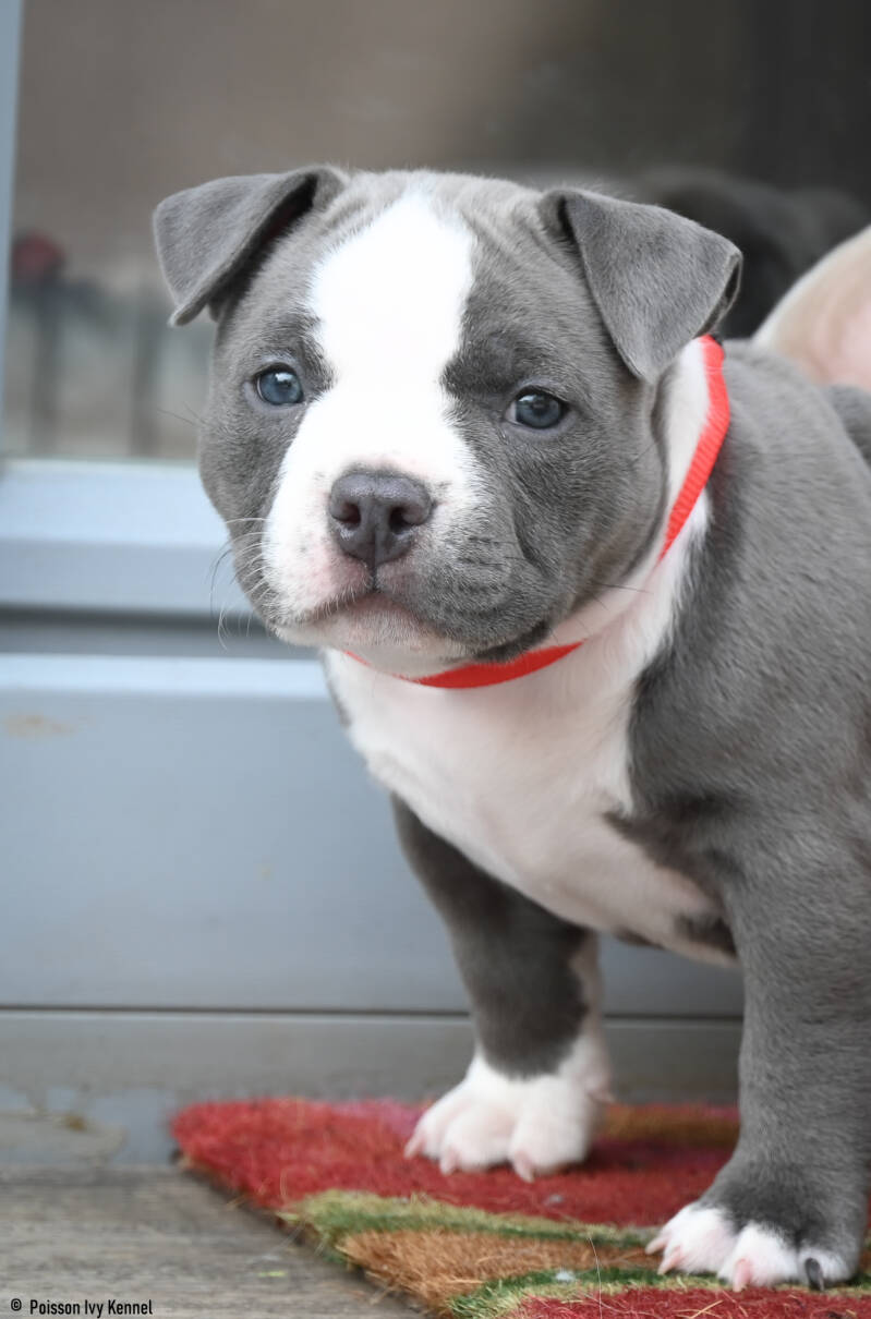 american bully slovenija