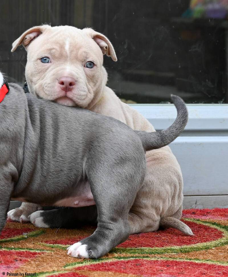 american bully slovenija