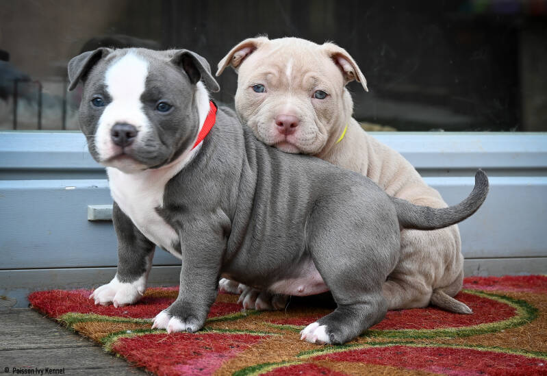 american bully slovenija