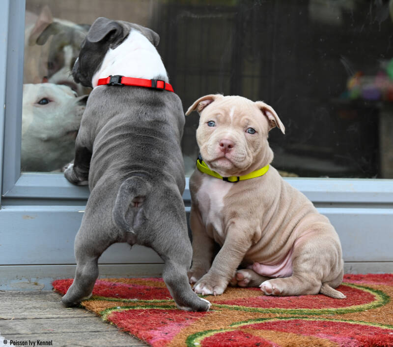 american bully slovenija