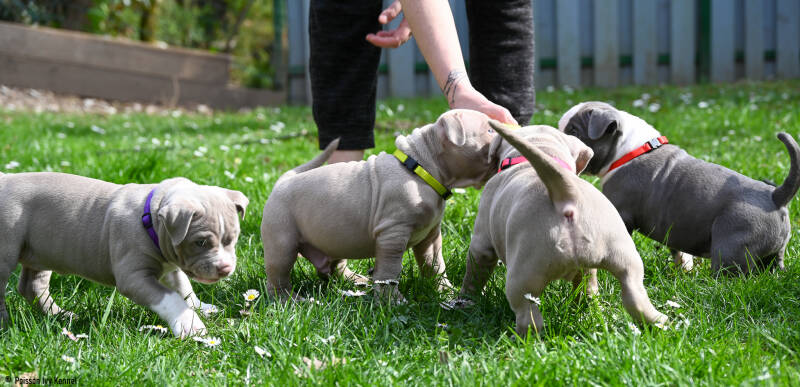 american bully slovenija