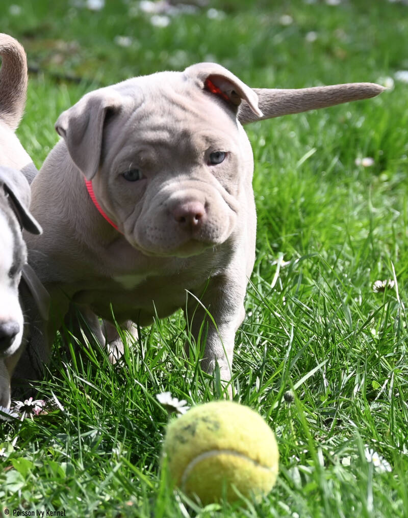 american bully slovenija