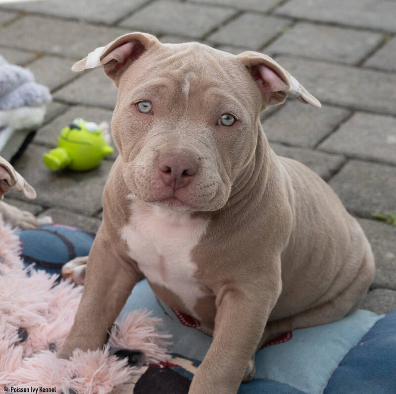 american pocket bully