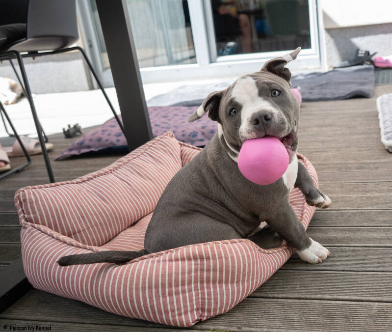 american pocket bully