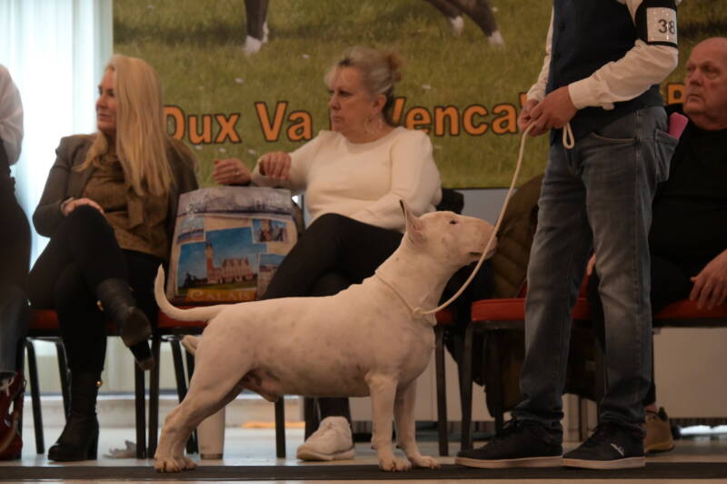 Poisson Ivy Cookie Dough