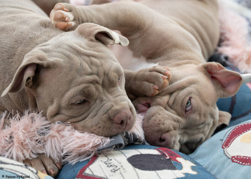 american pocket bully