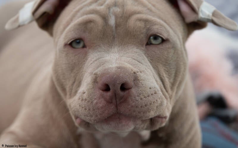 american pocket bully