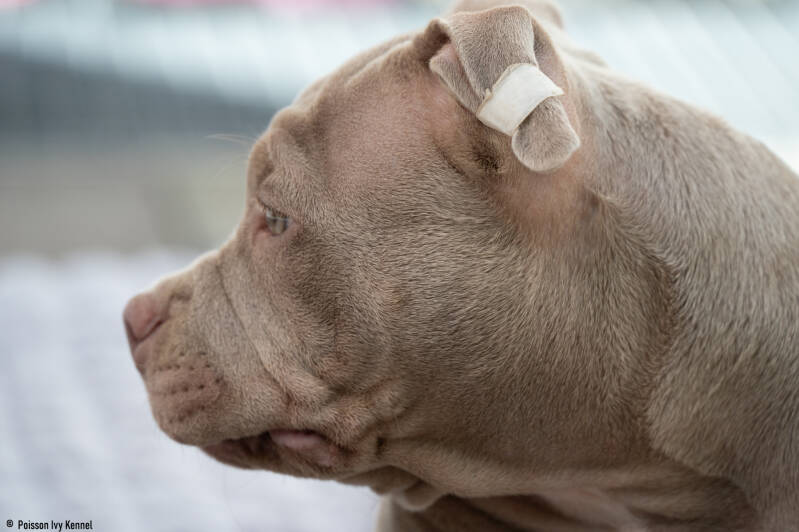 american pocket bully