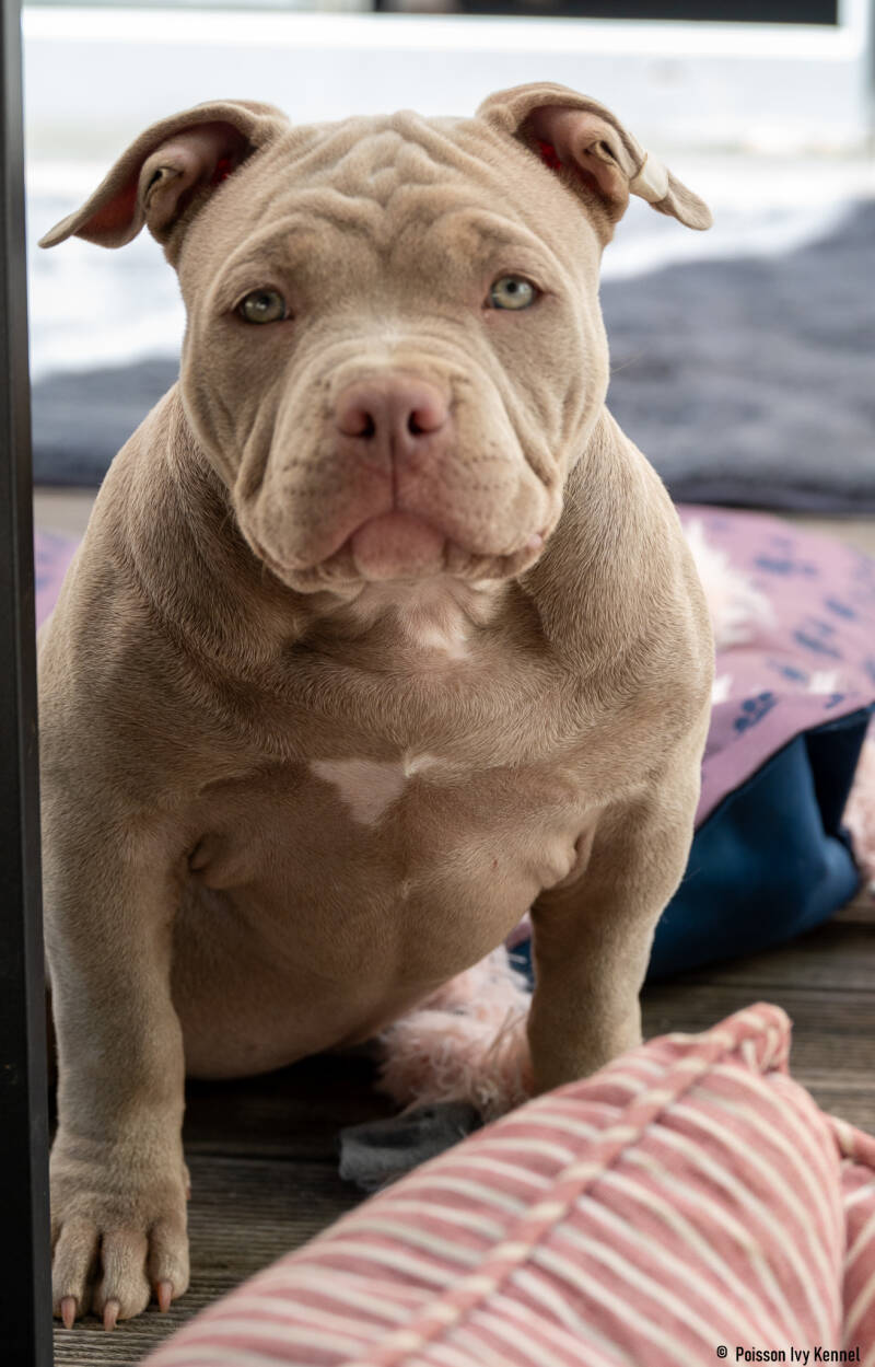 american bully pocket