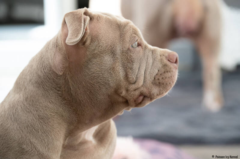 american bully pocket