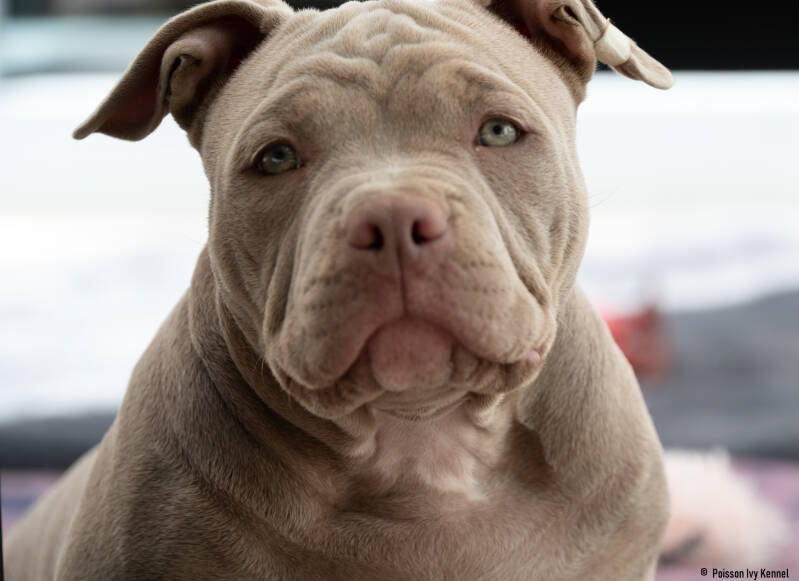 american pocket bully