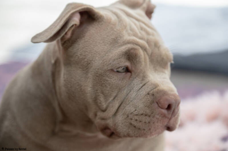 american bully pocket