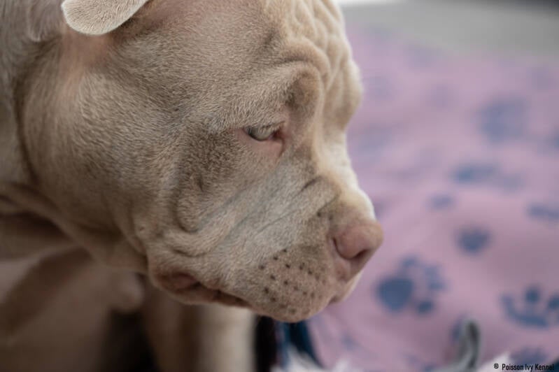 american pocket bully