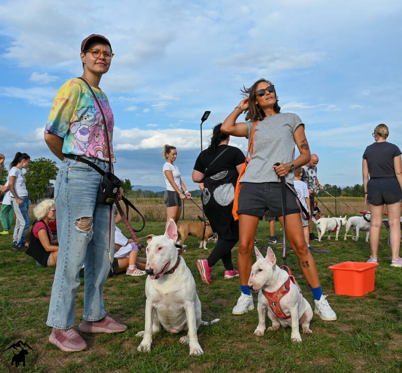 bull terrier slovenija
