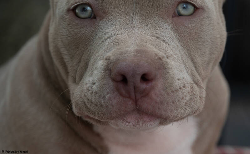 american pocket bully