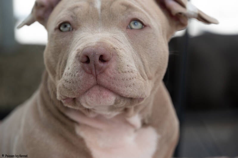 american pocket bully