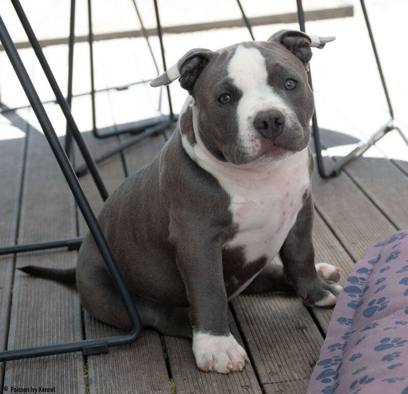 american bully mladički