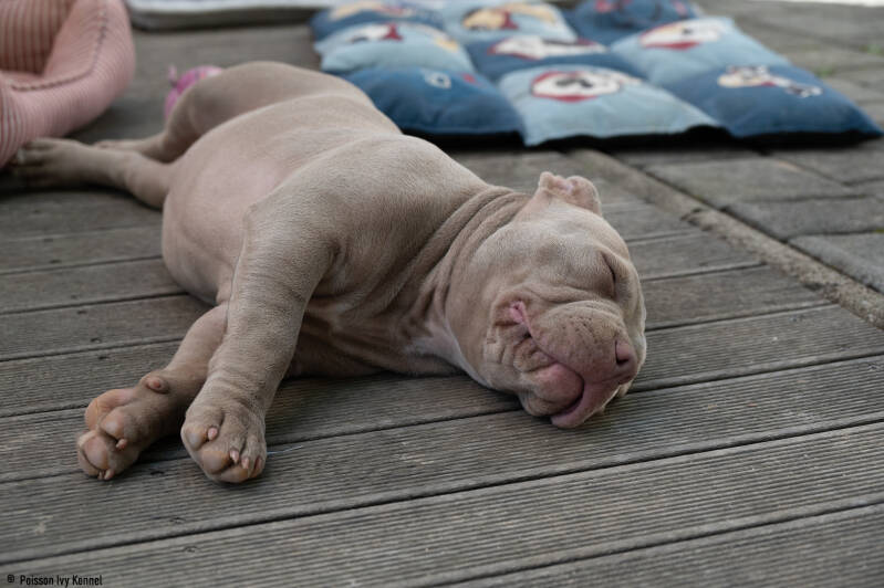 american pocket bully