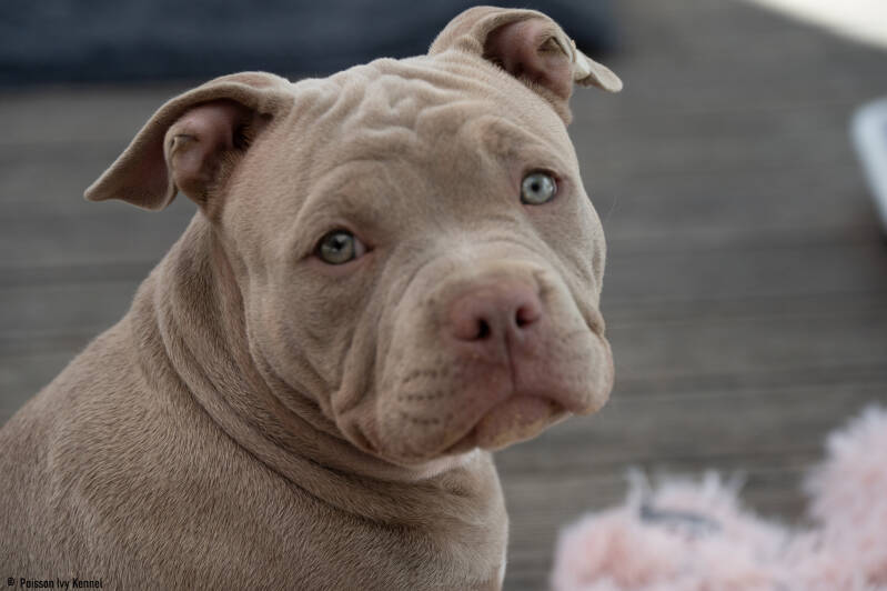 american pocket bully