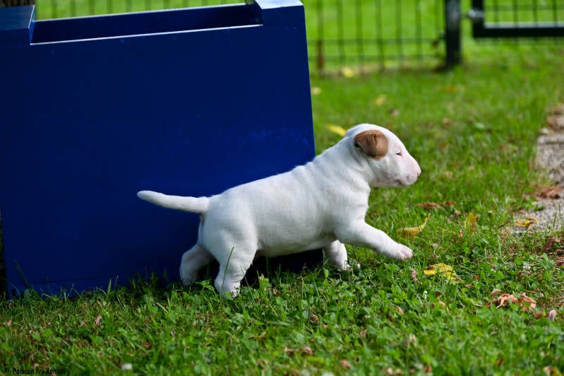 bull terrier slovenija