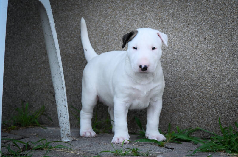 bull terrier slovenija
