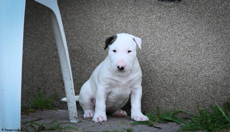 bull terrier slovenija
