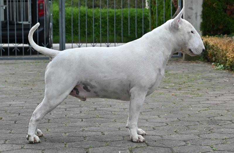 Poisson Ivy Cookie dough