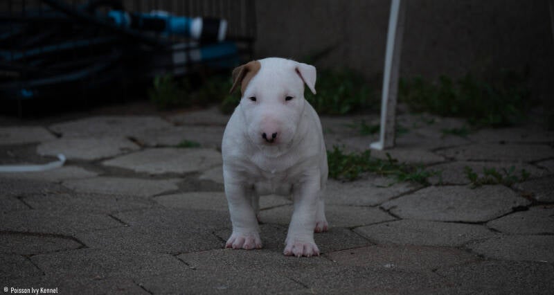 bull terrier slovenija