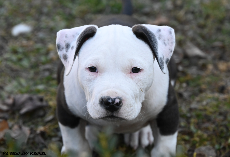 american staffordshire terrier litter