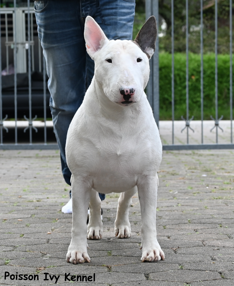 Poisson Ivy Cookie Dough