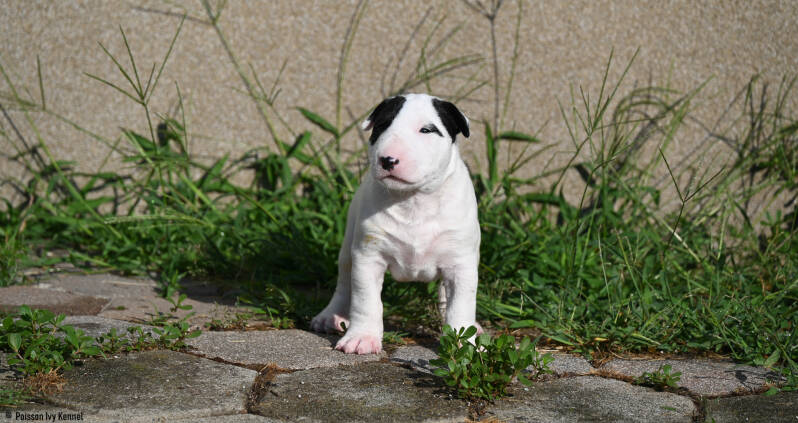 bull terrier Slovenija