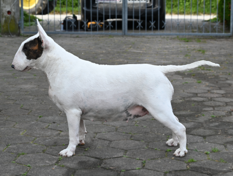 Poisson Ivy Coconut Twist Donut