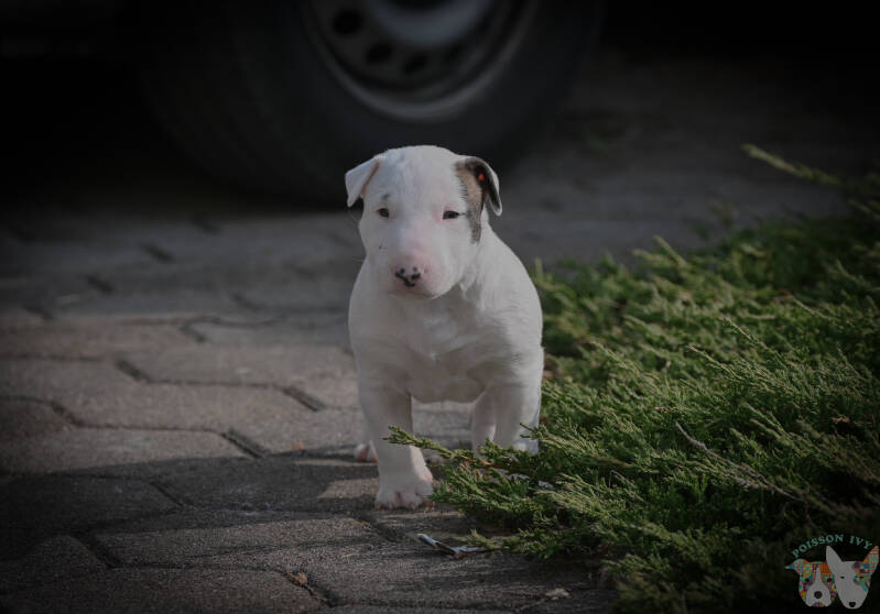 bull terrier mladički