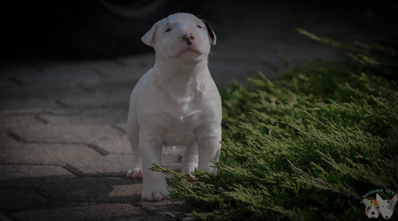 bull terrier mladički