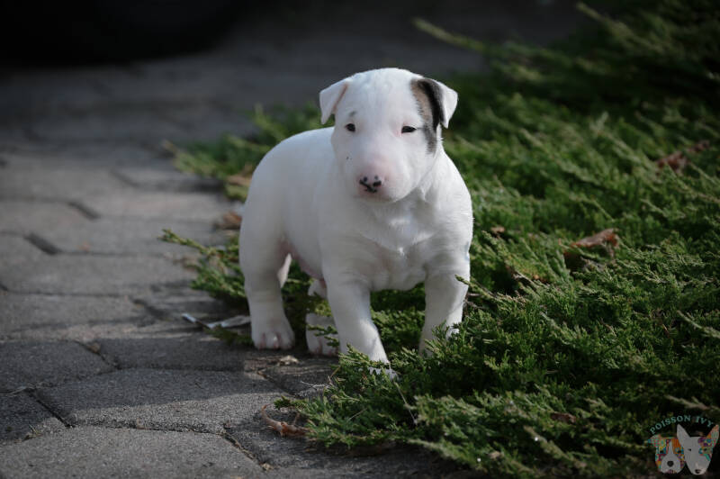 bull terrier mladički