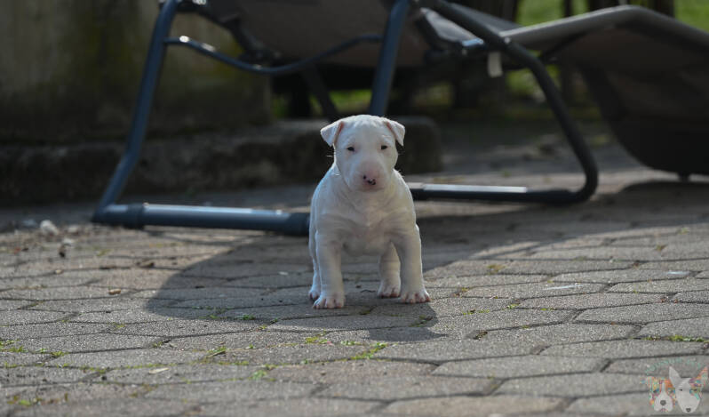 Poisson Ivy La La Land