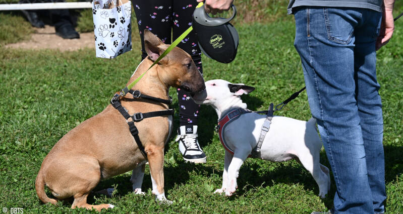 bull terrier slovenija