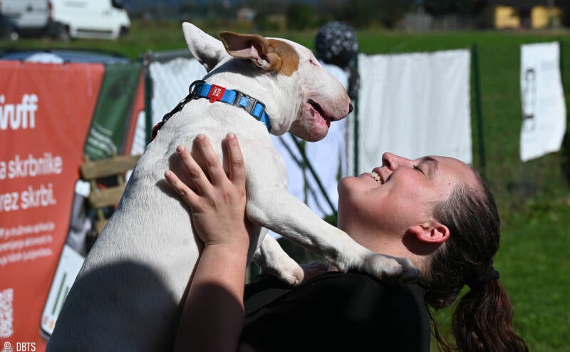 bull terrier slovenija