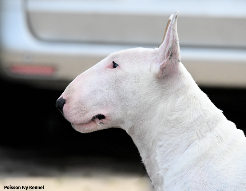 Poisson ivy el koko loko