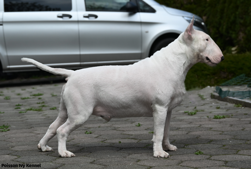 Ice Court The Attorney