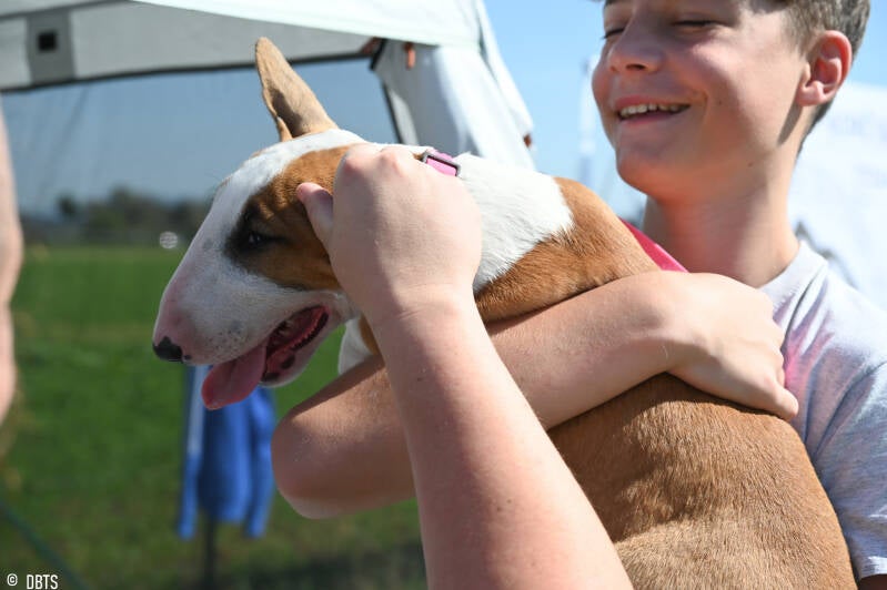 bull terrier slovenija