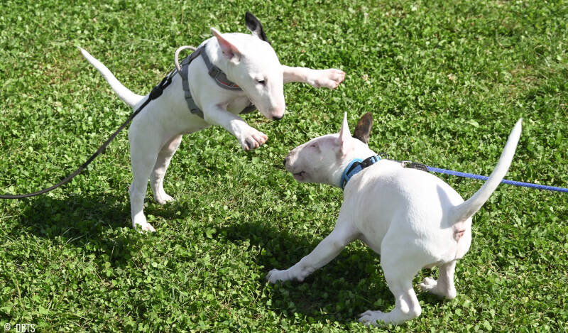 bull terrier slovenija