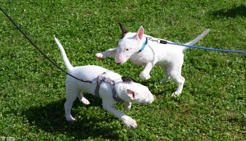 bull terrier slovenija